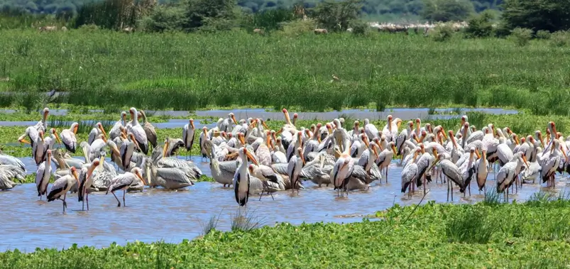 Keoladeo National Park (Bharatpur Bird Sanctuary)